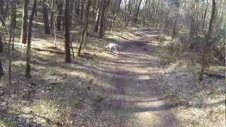 Video Hundewanderung Galgenvenn, Kaldenkirchen, Nettetal - Wandern in NRW 1. Wanderung mit Hund