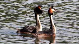 Birds in Portugal Mergulhão-de-crista  Great crested grebe