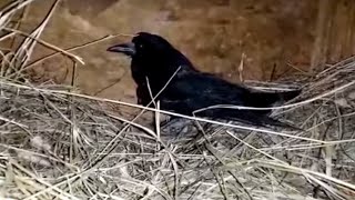 В ПРИМОРСКИЙ САФАРИ ПАРК ПРИВЕЗЛИ РАНЕНУЮ ВОРОНУ