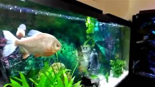 Martin's Cichlid fish Tank Update 265 - how i move my larger fish