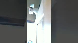 KUCING HEBAT. CARA KUCING MENGATASI TANTANGAN. #Shorts