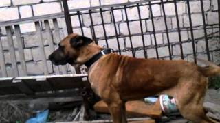 İt satilir temiz dog porodasindandi erkeydi. 051 390 50 68 Cavid