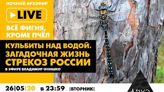 Ночной АРХЭфир «Все фигня, кроме пчел» — «Кульбиты над водой. Загадочная жизнь стрекоз России»