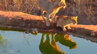 Дикая Африка Лев в буше 02 Львиц много а самец один Lioness will not give up its lion :)