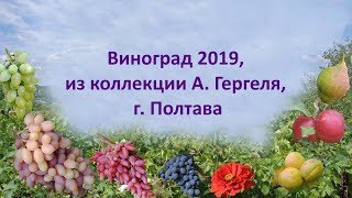 Виноград 2019 из коллекции А  Гергеля