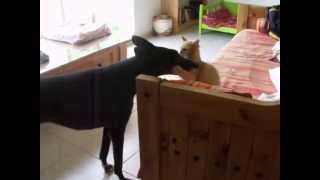 Pincho et Jedi 2