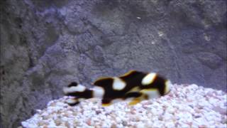 Oriental Sweetlips