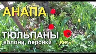 АНАПА ? Яблони, персики ? сирень, тюльпаны на Кати СОЛОВЬЯНОВОЙ. 12 апреля 2017 года