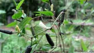 Khandige Organic- Growing organic Piper Longum (Pippali )