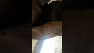 Hydrocele  in donkey