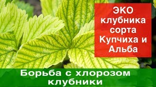 Борьба с хлорозом клубники.Урожайность.+ЭКО клубника сорта Купчиха и Альба в теплице.
