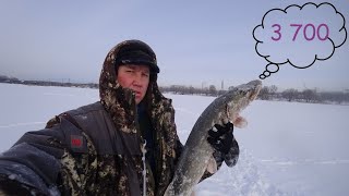 р. Свияга. Мой трофей! 28.01.2020.