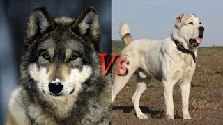 Алабай против Волка! КТО СИЛЬНЕЕ? Alabay VS Wolf! WHO IS STRONGER?