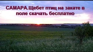 САМАРА.Щебет птиц на закате в поле скачать бесплатно.