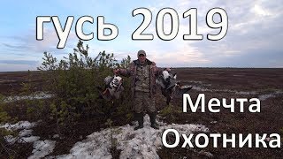 ОХОТА НА ГУСЯ ВЕСНА 2019 .МЕЧТА ОХОТНИКА.
