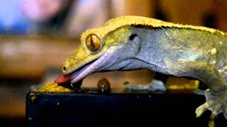 Crested Gecko Eating Repashy CGD