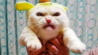 ? Funniest ? Cats and? Dogs  - Awesome Funny Pet Animals Life Videos ?