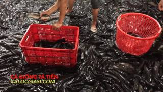 Cá Lóc giá sỉ | Trung tâm cá Tá Tiến / ☎hotline: 0914099957