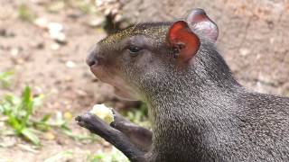 natureza sertaneja CUTIA FOME fauna brasileira animal selvagem animal silvestre brazilian brasil