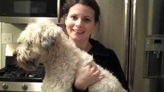 Soft Coated Wheaten Terrier-Cricket. Best Dog Ever!! Watch this when considering a dog to buy