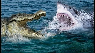 Unbelievable Crocodile Vs Shark | Who Will Be The Winner ?