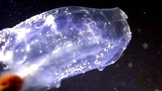 5個令人驚奇的透明生物，穿著皇帝新衣，99%的人肯定沒有見過