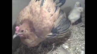 Декоративная курица защищает цыплят! Ржач