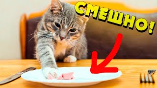 ДЕРЖИТЕ свои животики - На связи смешные КОТИКИ Подборка приколов с животными собаками и котами 2020