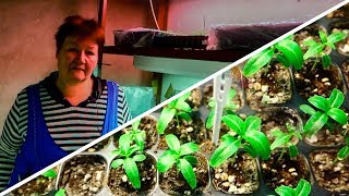 Петунии | Катарантусы 2018 через 30 дней, что сделано на данном этапе??