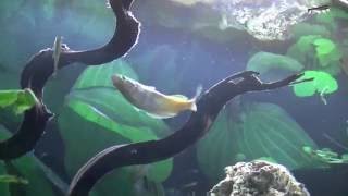 Aquarium HD Trigon 190