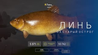 РУССКАЯ РЫБАЛКА 4 | RF4 - ЛИНЬ, ОЗ.СТАРЫЙ ОСТРОГ
