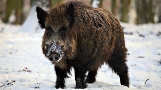 Охота на Кабана. Закрытие Сезона Охоты. Wild boar hunting. Closing of the Hunting Season.