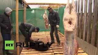 Russia: Watch as Muslims slaughter sheep for Eid in Moscow