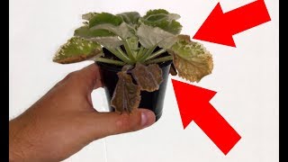 Почему гниют  листья у фиалки? Последствия перелива фиалки!