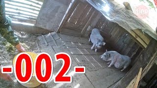 про село - БУДНИ ФЕРМЕРА / сельхоз-влог / деревенская россия /кфх лпх / ВЪЕТНАМСКИЕ СВИНЬИ кормление