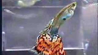 How Guppies Are Born - "Big Mama" guppy giving birth