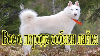 Познавательное видео про лайку! Полное описание хаски!