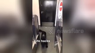Woman Desperate for Toilet uses Dog to Get In Public Bathroom