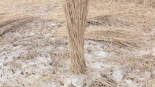 Как одному связать сноп тростника (камыша)