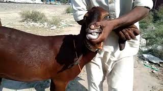 Nagri Pure Beetal Goat For Sale On Youtube In Pakistan- Bahawal Sher 03144947640- Sabir Ali TV