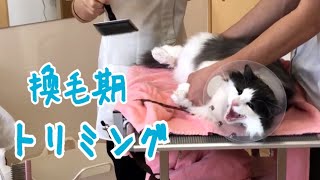 長毛猫のトリミング！料金も！【ノルウェージャンフォレストキャット】