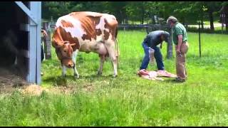 Cow giving birth