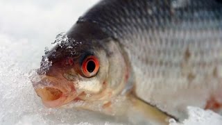 Ловля плотвы зимой на безмотылку видео