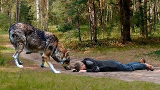 Я обязательно тебя спасу, думал ВОЛК, хватая человека зубами за шиворот! Как вдруг!
