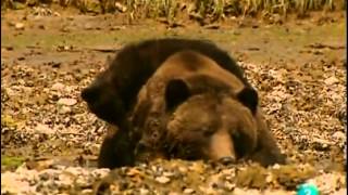 Los Osos Grises-Grizzly- (Documental) Sobreviviendo en la naturaleza_Español-Castellano