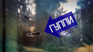 Гуппи из Казани