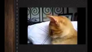 Супер прикольные кошки! Лови улыбку) Смешные приколы с животными Угарный ржач!
