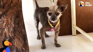 Dog's Hair Transformation Is Surreal - BENJI  | The Dodo