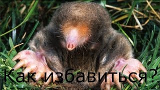 Как избавится от кротов в огороде и саду, простой способ