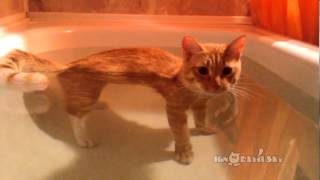 Cat At Periscope Depth (На перископной глубине)